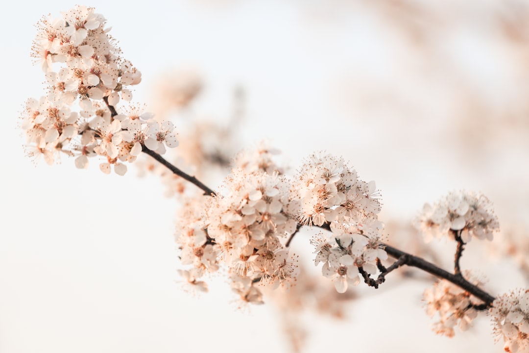 Plum blossom