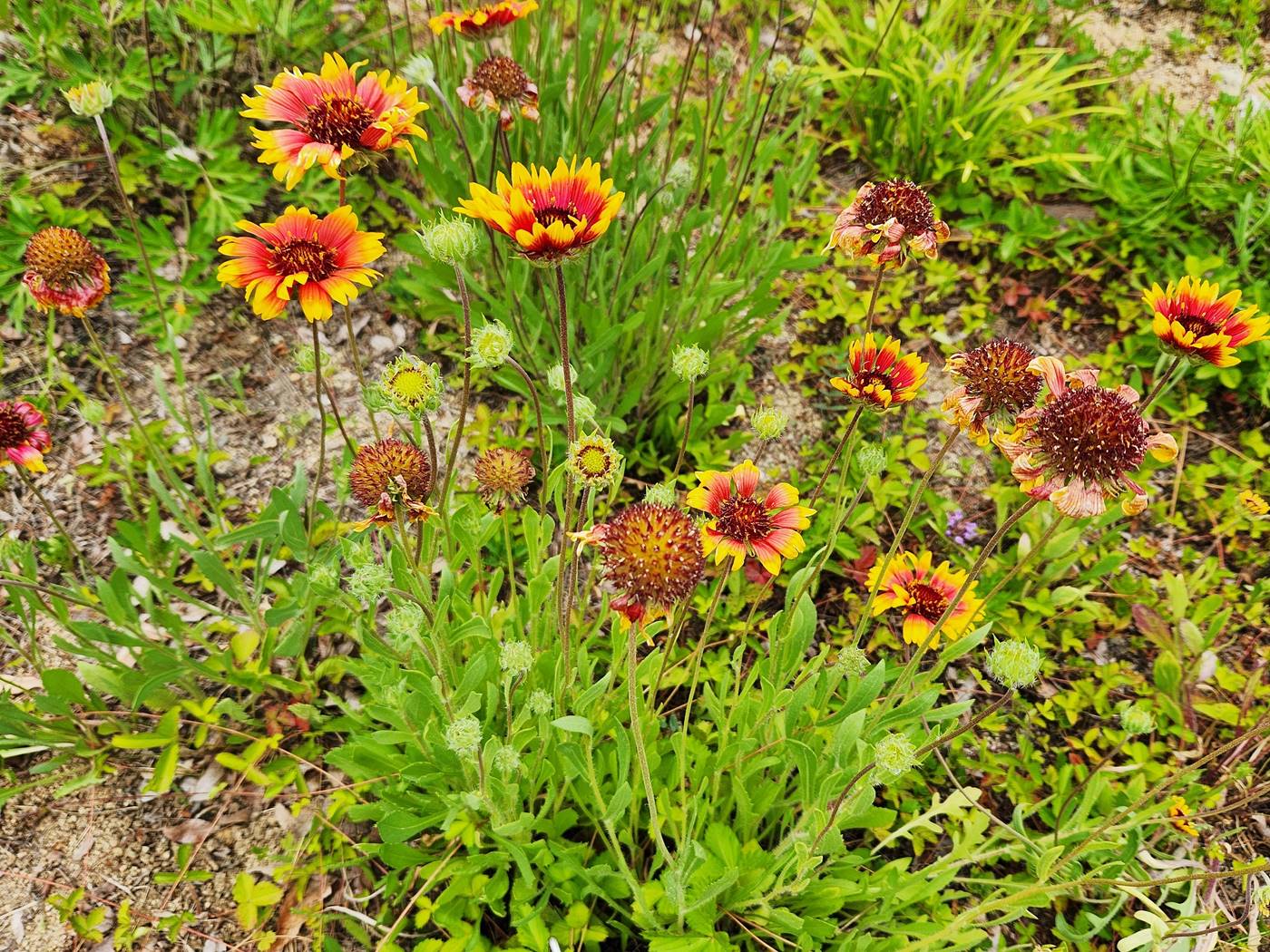 인디언천인국 (인디언국화)