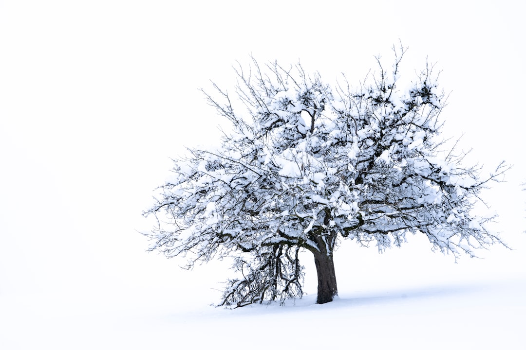 Seasonal