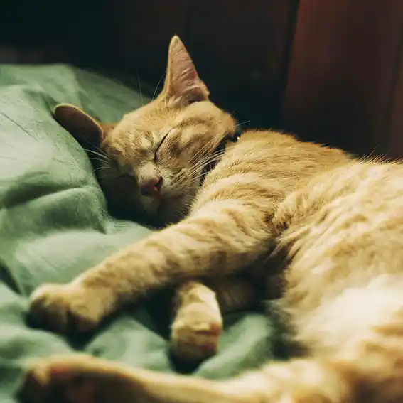 고양이 동물등록