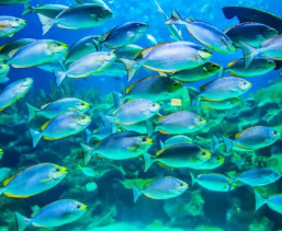 물고기 꿈해몽 풀이