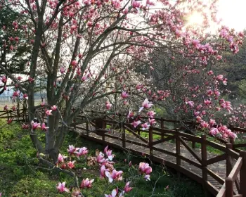 천리포수목원 목련 축제_2