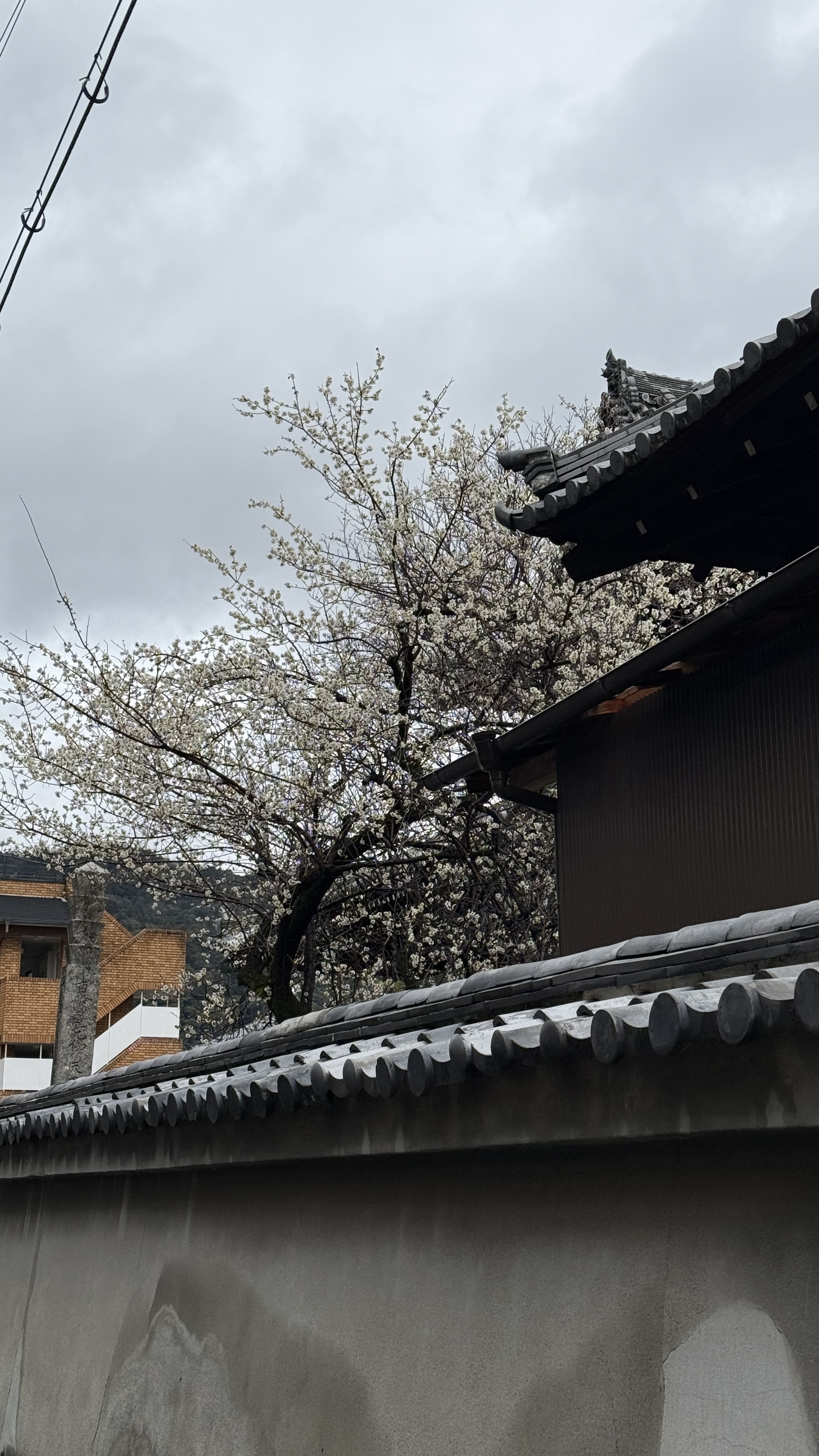 교토-꼭-가봐야-할-곳- 에이칸도-젠린지-ZENRIN-JI-벚꽃 여행