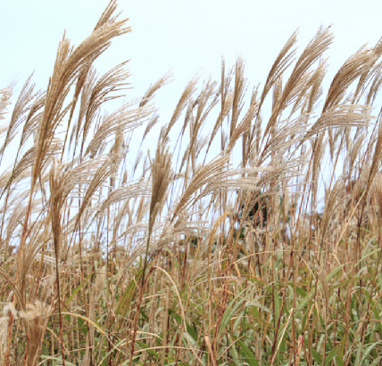 10월 국내 가을여행