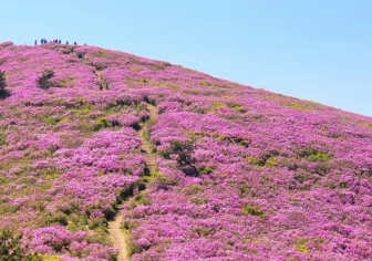 단양 소백산 철쭉축제