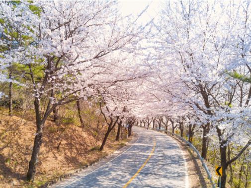 화천 벚꽃