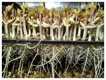 땅콩 재배 개화 후 흙 덮기 배수로 확보 칼슘 보충_11