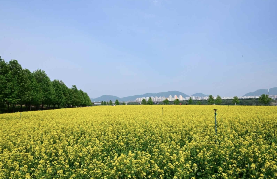 2025 구리 유채꽃축제