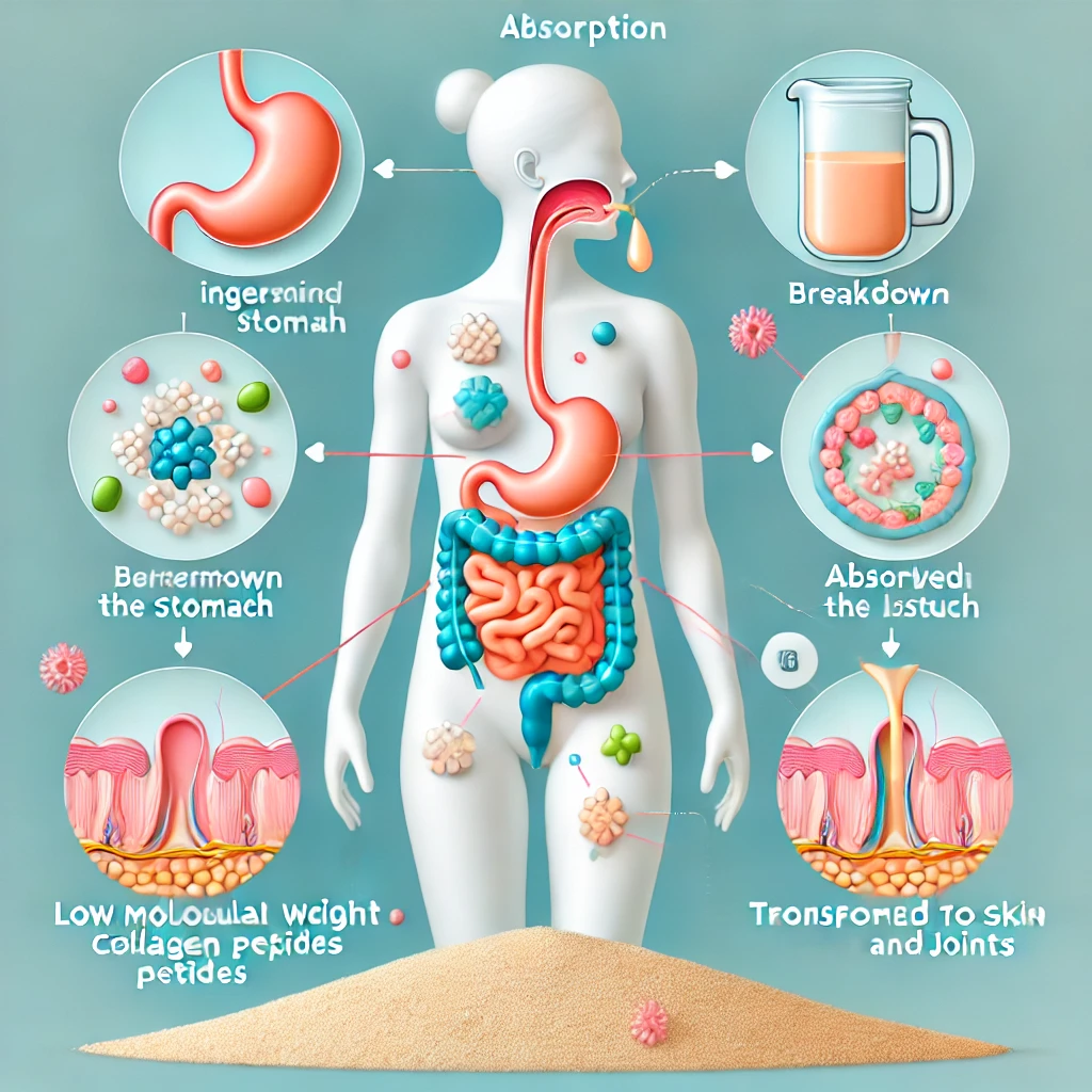 저분자 콜라겐 펩타이드의 체내 흡수 과정