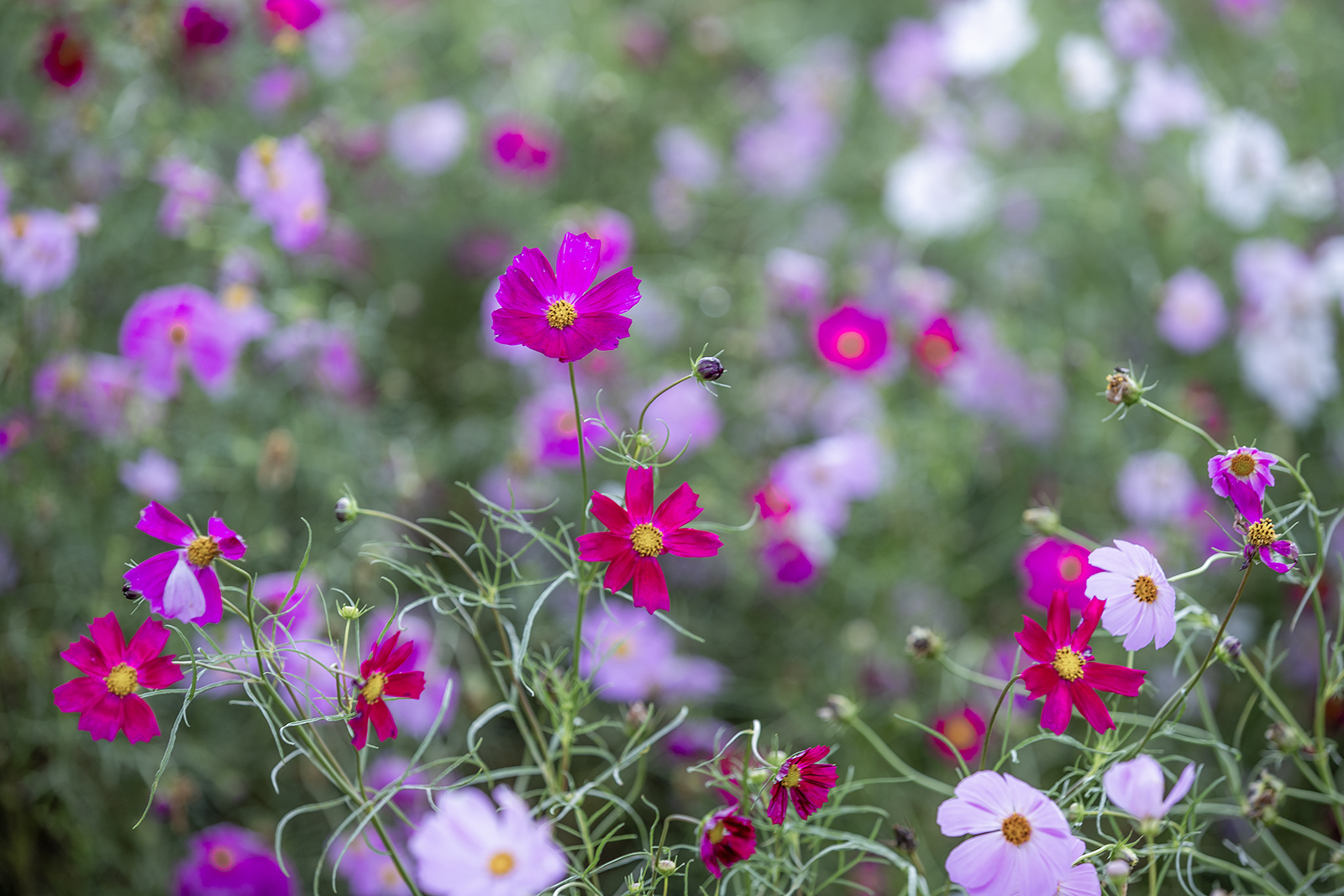 진안 농업기술센타 진안 농업기술센타