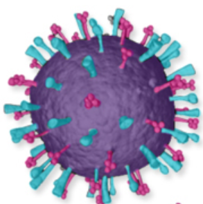 독감바이러스구조-이미지2