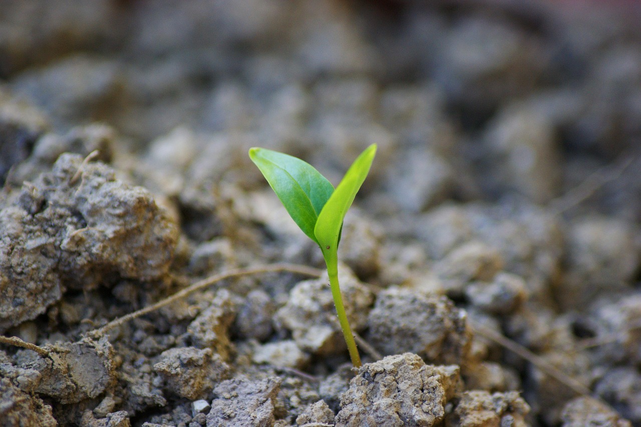 스마트 수직농장 자동화 초기 투자비