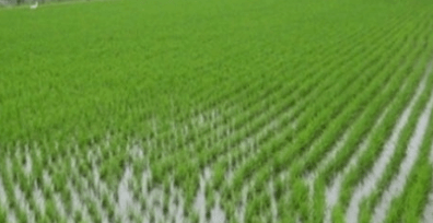 농지연금 장단점 조건 정리