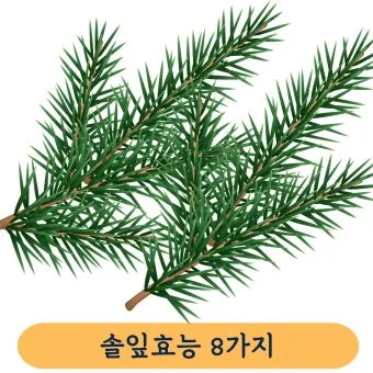 솔잎 효능수확기솔잎 효소 만드는법솔잎차세척활용법보관법까지_15
