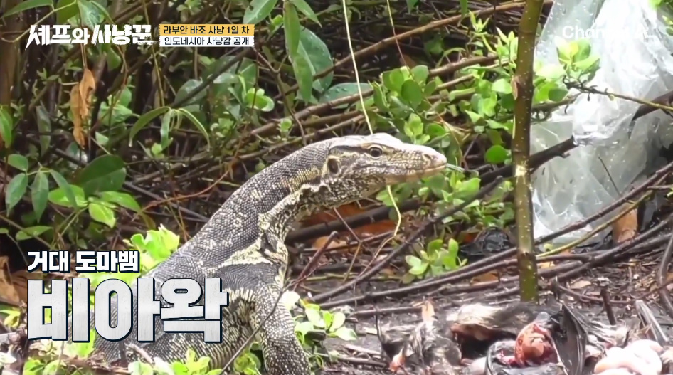 연예인들이 멧돼지 사냥해오면 월클셰프가 요리해주는 미친 예능.jpg | 인스티즈