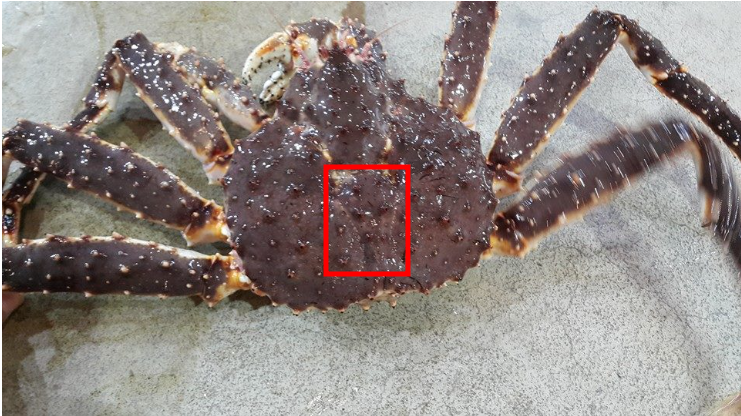 레드킹크랩 블루킹크랩 차이