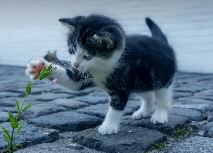 고양이 나오는 꿈 해몽 풀이