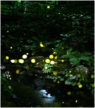 화담숲 예약 할인