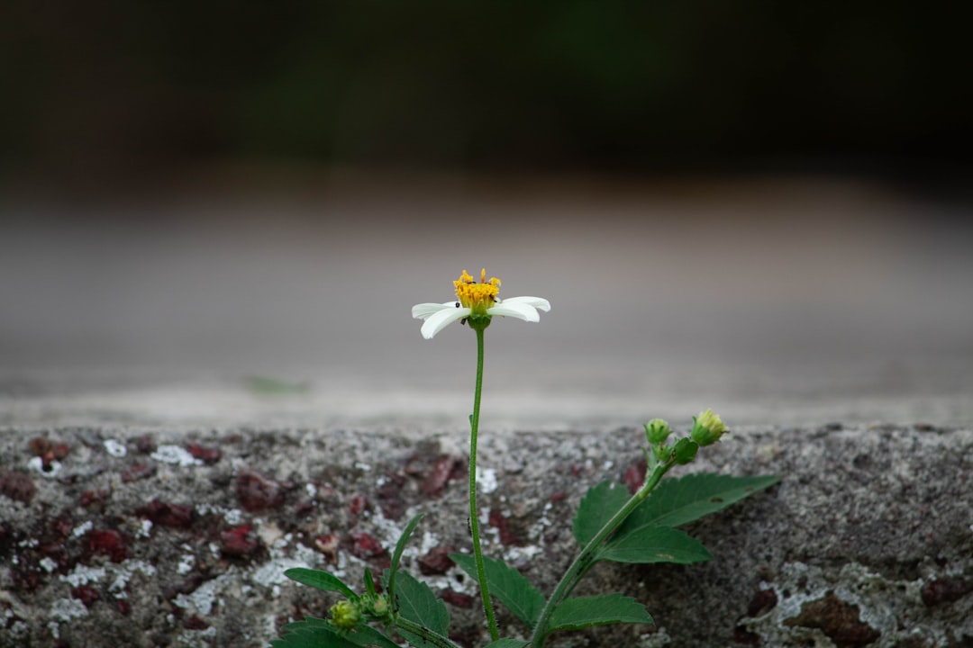 Adaptability
