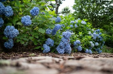 고성 그레이스 정원 수국