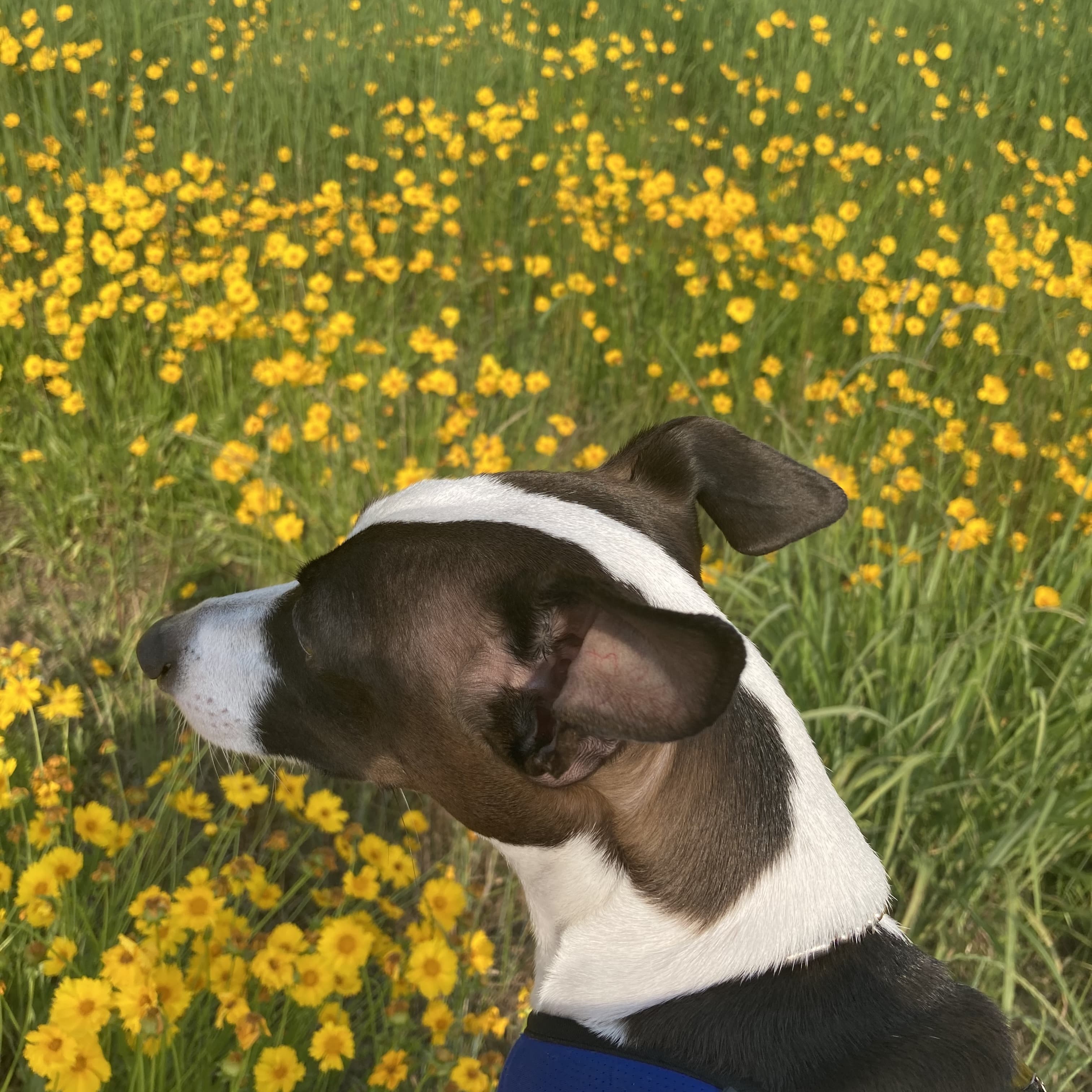 강아지의 기억력: 훈련과 생활에서의 활용법