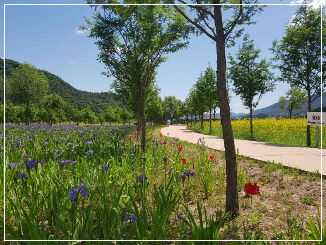 양구 가볼만한곳 베스트10 파로호 꽃섬