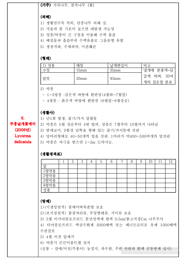 주홍날개꽃매미