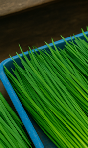 부추김치 맛있게 담그는법