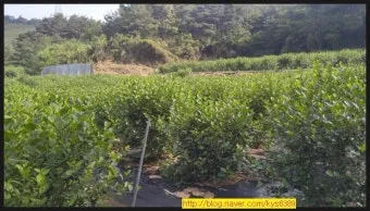 아로니아 재배 전정 포인트 병충해 방제 수확 저장_11