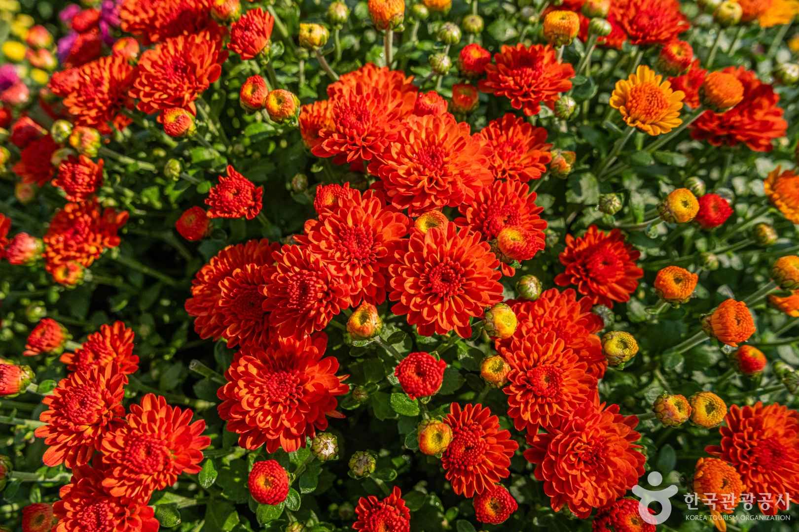 피나클랜드수목원