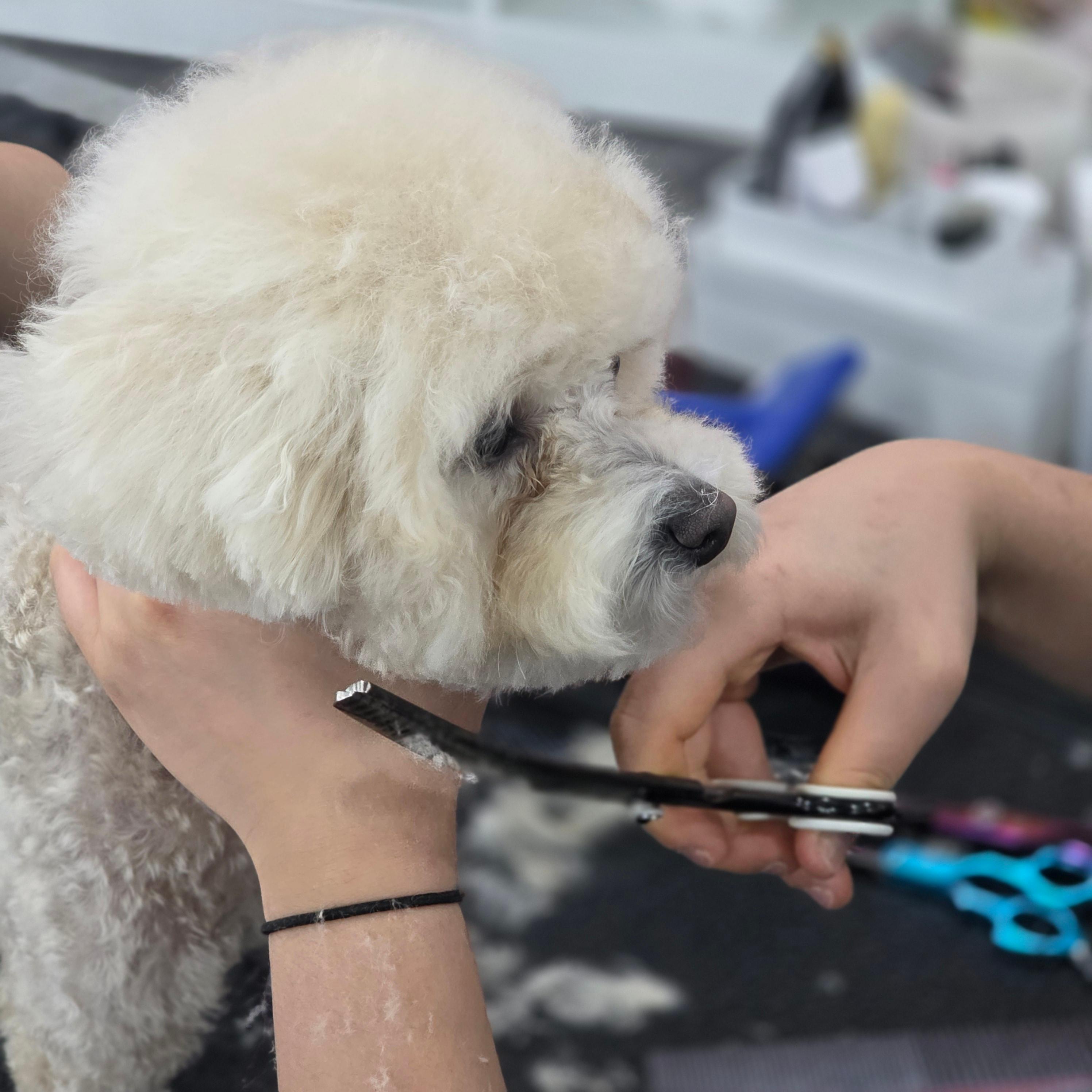 대구강아지미용학원