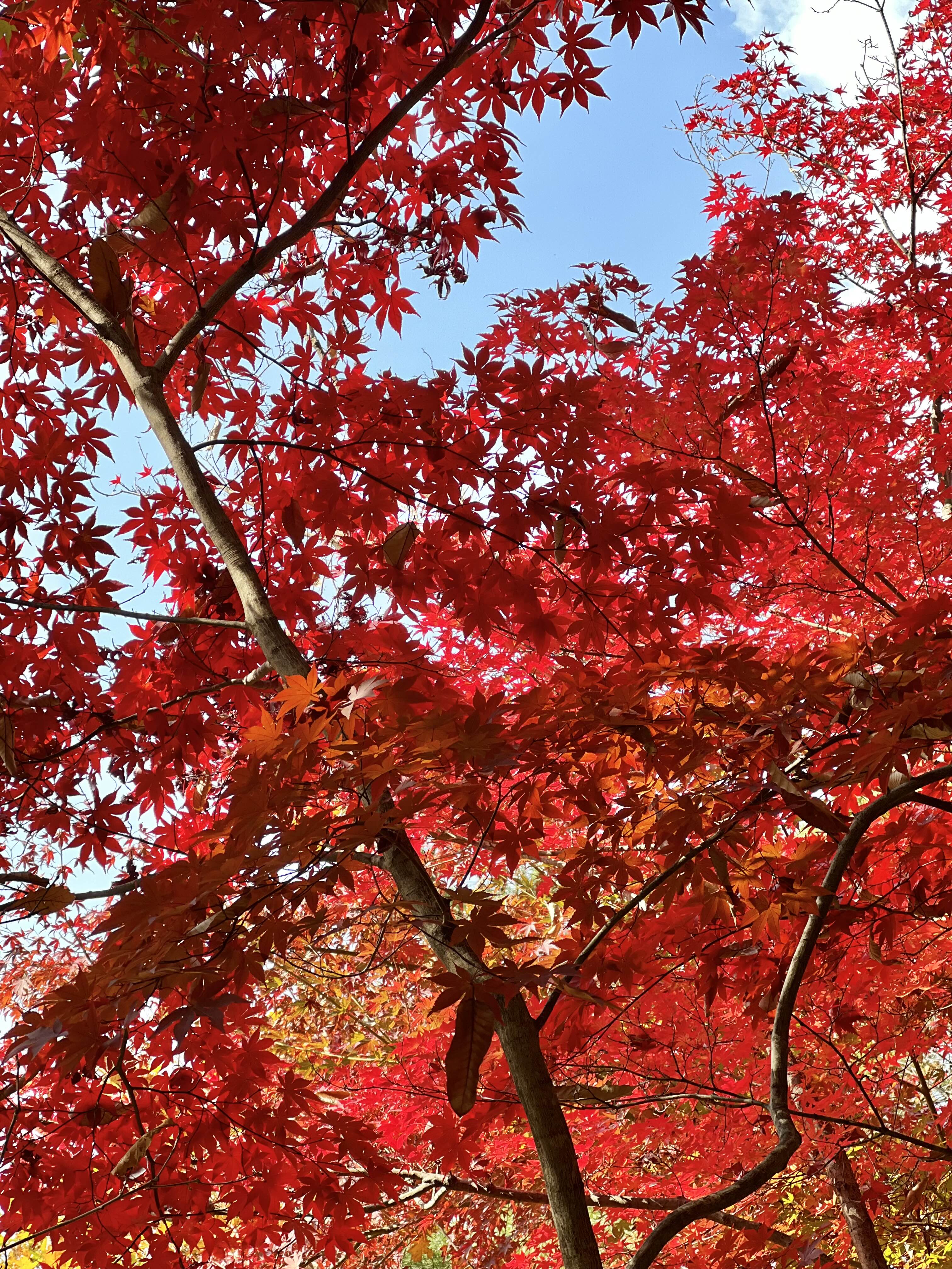 서울근교 단풍 구경