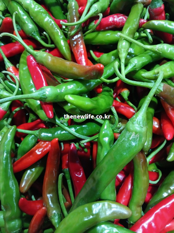 지용성 비타민인 베타카로틴과 비타민A의 체내 흡수율을 높이기 위해 기름에 살짝 볶아 먹는 청양고추