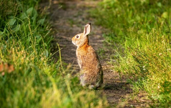 숲길에-앉아있는-토끼