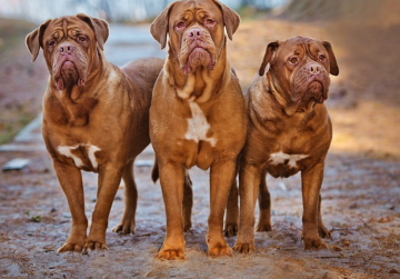 보르도 마스티프 3마리.