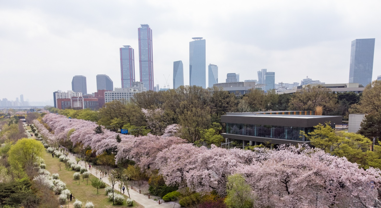 가족과 함께 여의도 봄 나들이 (서울, 여의도, 봄꽃축제)