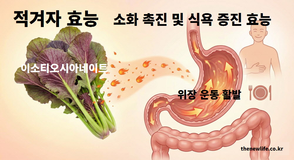특유의 매운맛 성분인 이소티오시아네이트가 위장 운동을 돕는 적겨자 효능 원리를 설명한 인포그래픽