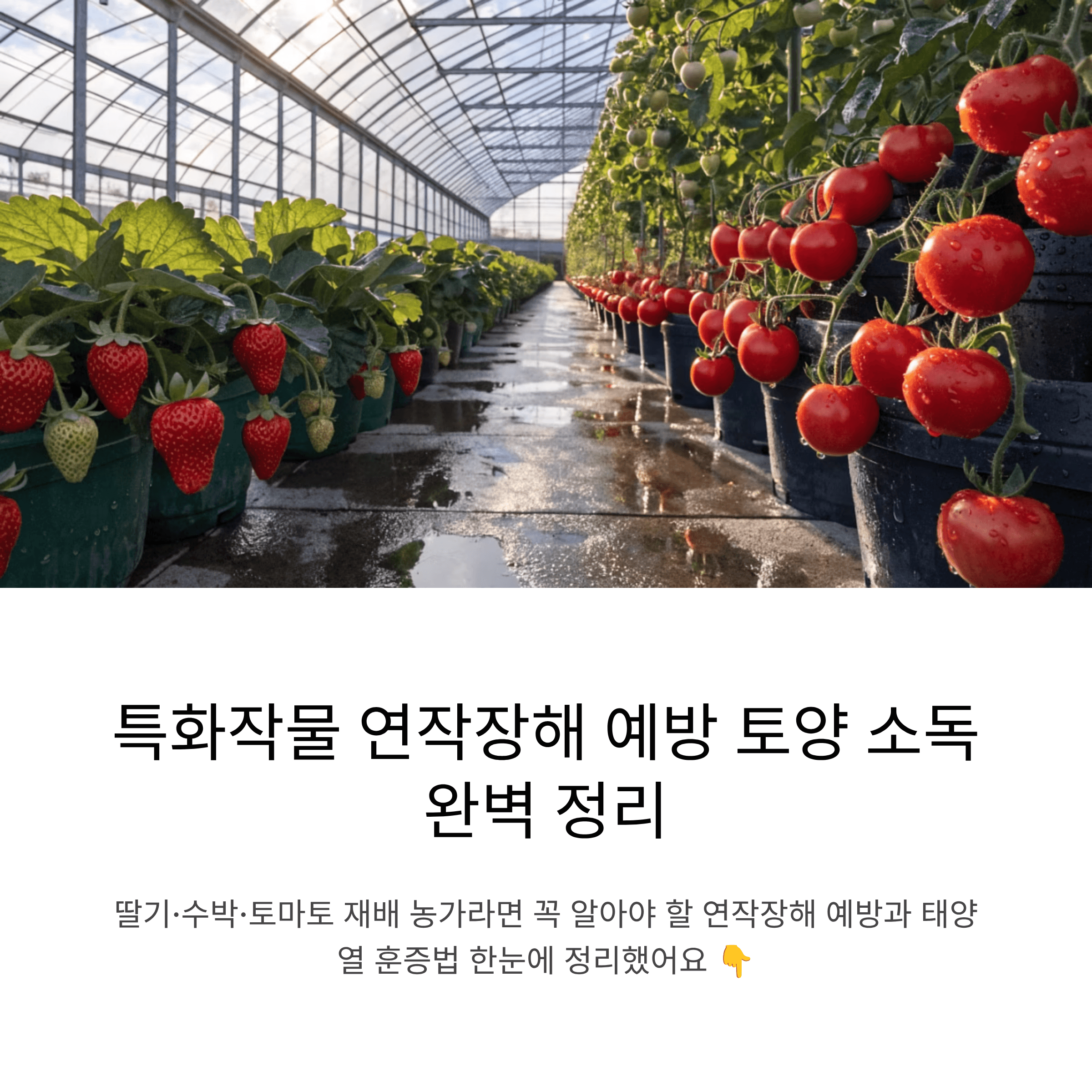 특화작물 재배 농가라면 꼭 알아야 할 연작장해 예방 토양 소독 방법