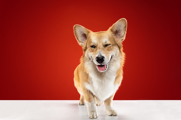 웰시 코기 (Welsh corgi)