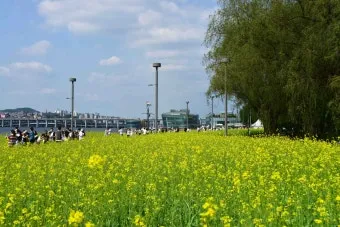 서래섬 유채꽃 축제 2025 서울 봄꽃 명소_10