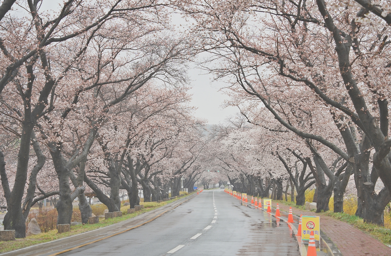 2024 경주 벚꽃 개화시기