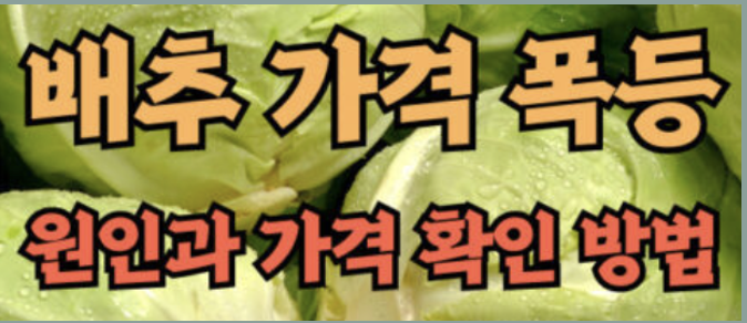 기록적인 배추 가격 급등 원인