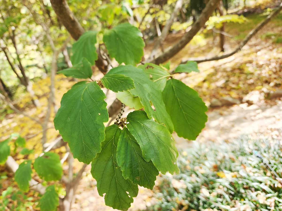 풍년화