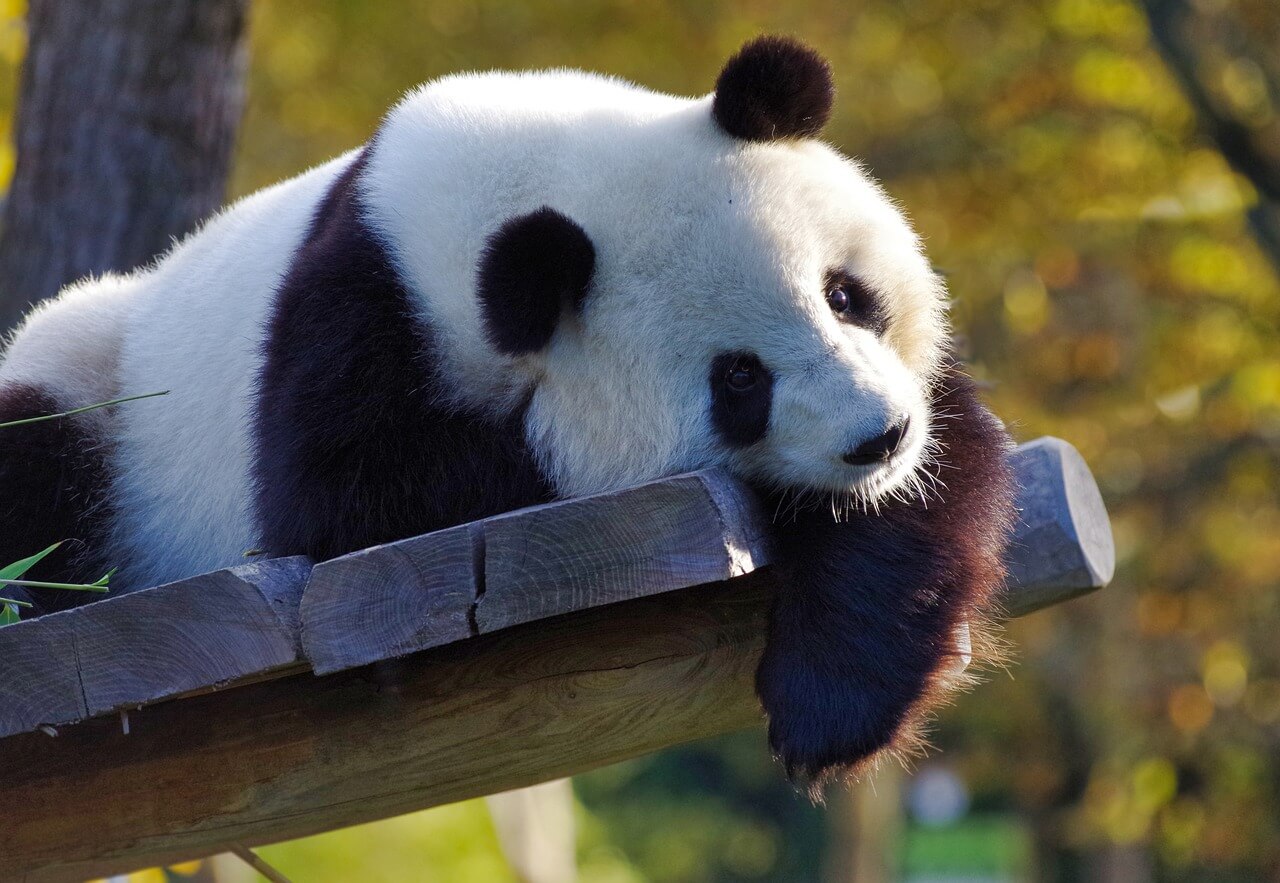 푸바오 