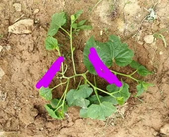 참외 순치기 순지르기 방법과 그림으로 쉽게 정리_23