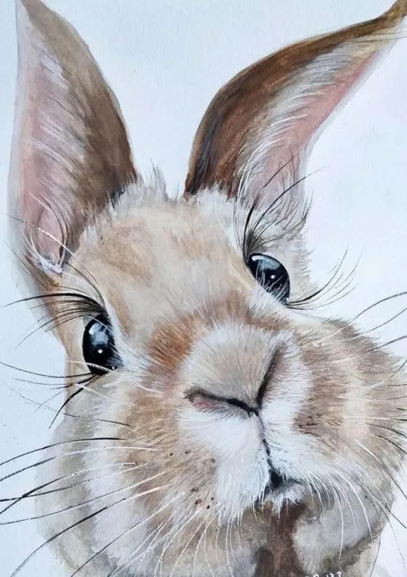 토끼