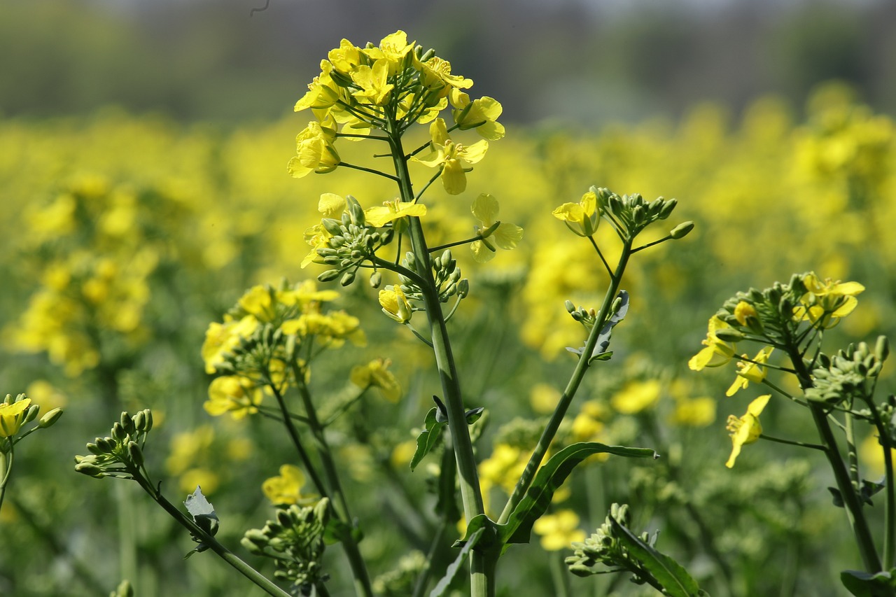 유채꽃 관련 사진