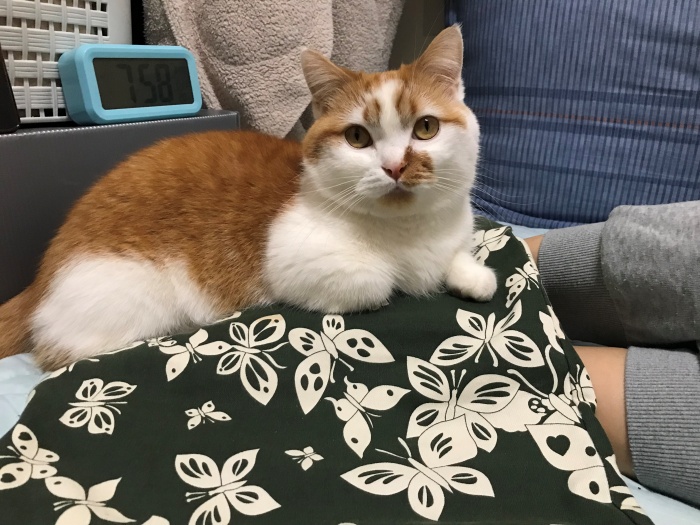 고양이발톱빠짐