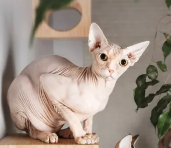 스핑크스 고양이 유전병_3