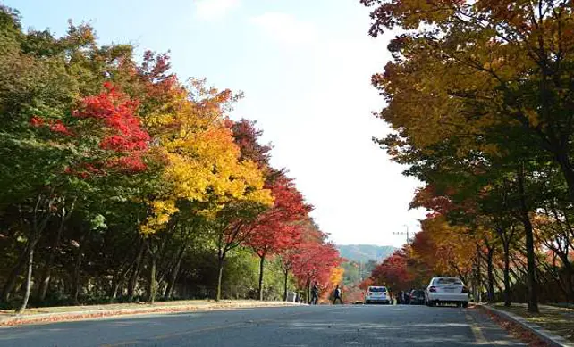 팔공산하늘정원